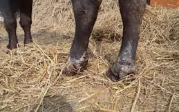 बैतडीमा  खोरेत  रोगका कारण पशुचौपाया मर्न थालेपछि किसानहरु चिन्तित
